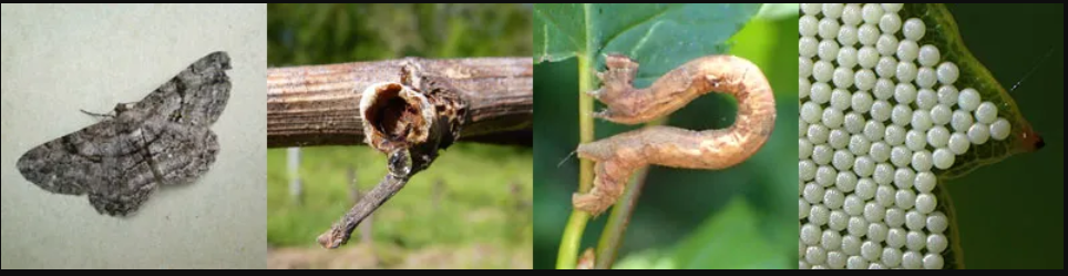 Recomandări privind combaterea cotarului brun- Boarmia (peribatodes)rhomboidaria schiff