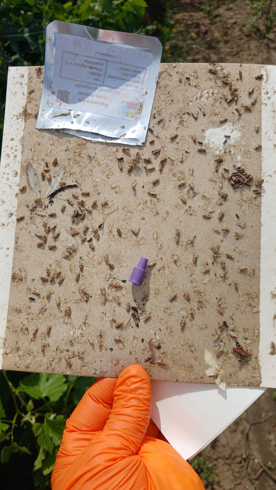 Recomandări combatere a moliei verzi a strugurilor (Lobesia botrana), în plantațiile viticole